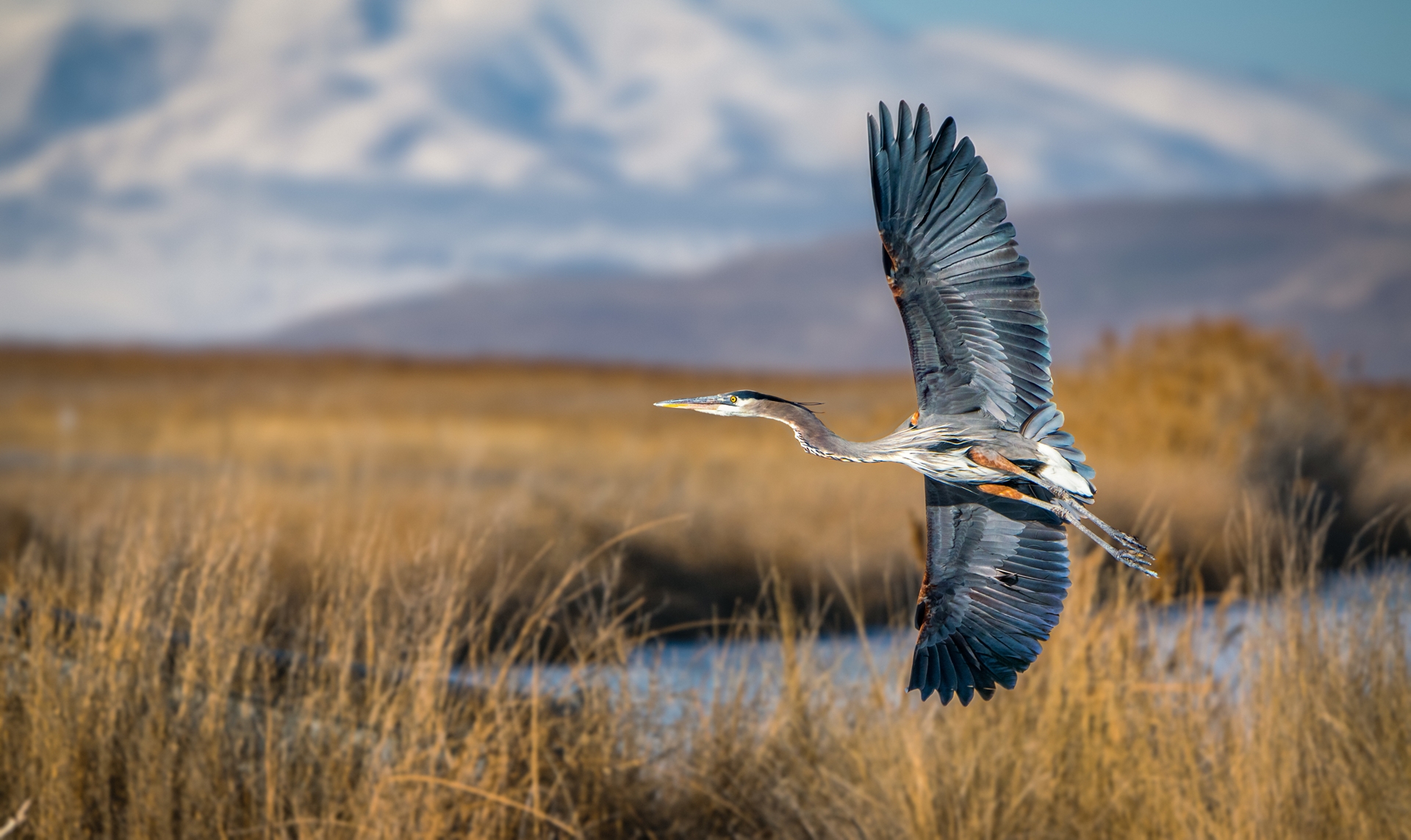 Great Salt Lake wildlife